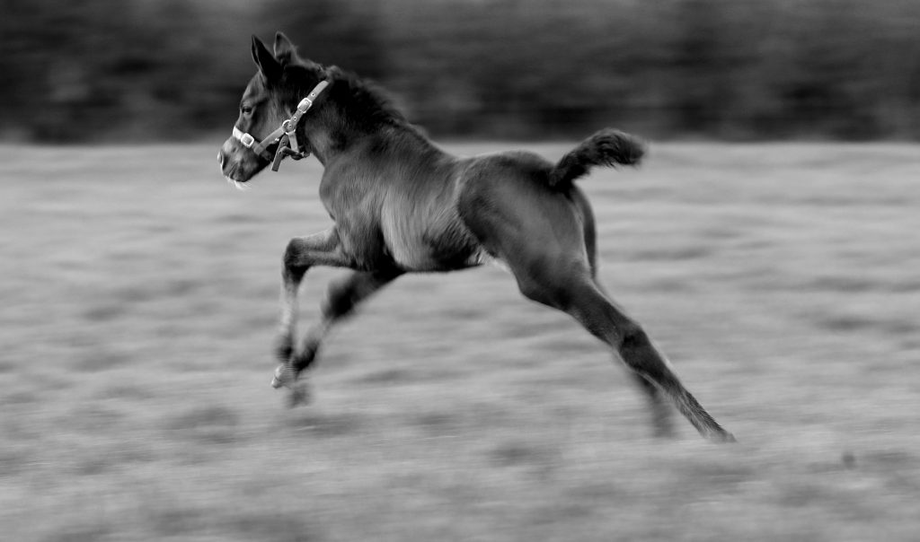 black and white foals